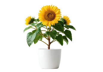 Obraz premium Small potted sunflower with bright yellow blooms and green leaves against a transparent background