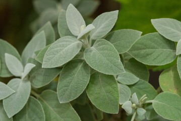 Plant list 2025 - Barleria albostellata (Silver-leaved African shrub)