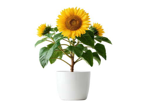 Small potted sunflower with bright yellow blooms and green leaves against a transparent background - Powered by Adobe