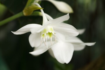 Fototapeta premium Plant list 2025 - Eucharis grandiflora (Amazon Lily)