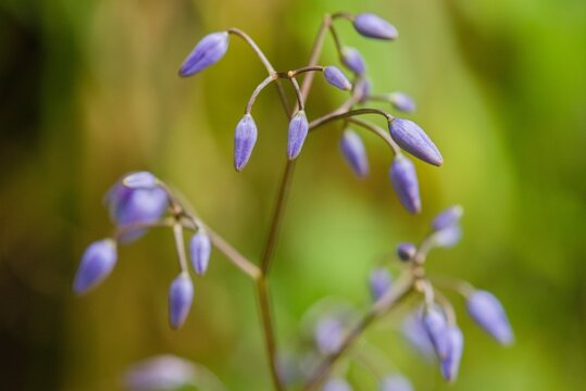 Plant list 2025 - Dichorisandra thyrsiflora (Blue Ginger)