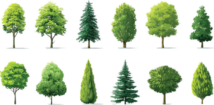 Collection of diverse green deciduous and coniferous trees with brown trunks and shadows on white background