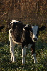 Cute white calf with black spots