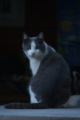 Gray and white cat sitting calmly