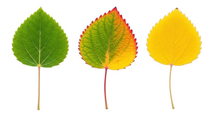 Three leaves showing the transition from green to yellow isolated on transparent background