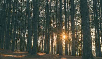 Obraz premium Sunburst through pine trees in moody forest