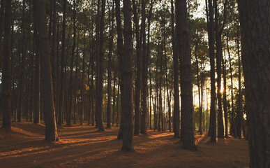 Fototapeta premium Sunburst through pine trees in moody forest