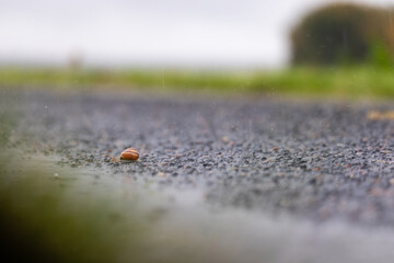 Minimalist composition of a lone snail on wet tarmac during drizzle. Large negative space, soft light, and shallow focus convey calm, vulnerability, and endurance.