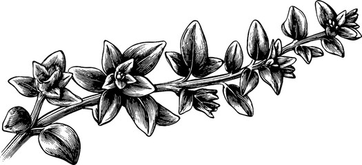 Fototapeta premium Vintage engraving of thyme sprig with delicate leaves and stems for botanical design