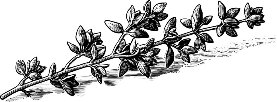 Engraved thyme sprig with delicate leaves and stems for botanical design