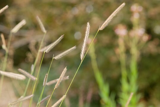 Plant list 2025 - Bouteloua gracilis (Blue grama)