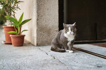 Domestic grey cat sitting on concrete street