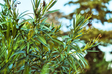 Green oleander plant growing leaves in garden