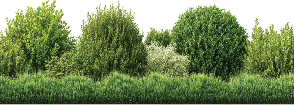 Contour of tall coniferous trees, set of beautiful Bushes and Shrubs Vector Set &ndash; Realistic Green Plants and Grass Isolated for Landscape Design Illustration on transparent background