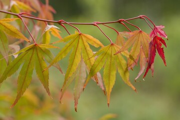 Plant list 2025 - Acer palmatum (Japanese Maple)