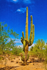 A Saguaro Cactus in the Sonoran Desert of Arizona.