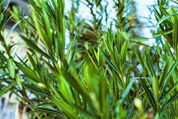 Oleander plant growing green leaves in nature