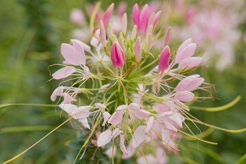 Plant list 2025 - Cleome hassleriana (Spider Flower)