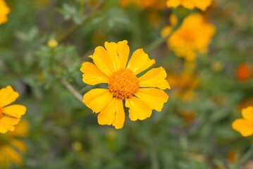 Plant list 2025 - Helenium autumnale (Sneezeweed)