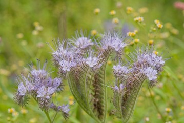 Plant list 2025 - Phacelia tanacetifolia (Lacy Phacelia)