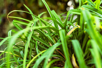 Green grass blades growing in lush nature