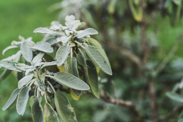 Fresh green sage plant leaves growing in garden
