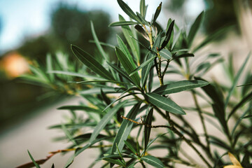 Green oleander plant leaves growing outdoors
