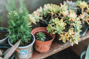 Succulent plants growing in pots on wooden shelf