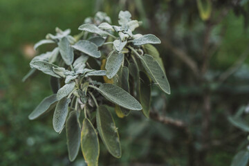 Garden growing culinary sage herb plant in nature