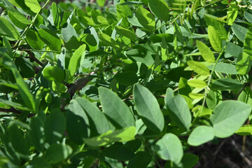 Macro Photograph of Dense, Vibrant Oval Green Leaves Creating a Natural Botanical Background Texture with Sunlit Highlights and Shadows