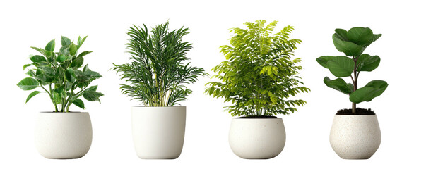 Four potted plants of varying green foliage sit in white ceramic pots against a black background