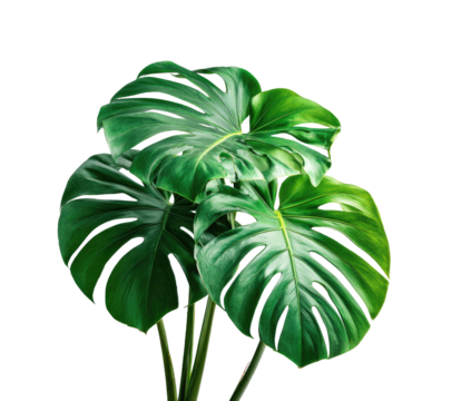 A vibrant, close-up photograph showcasing the lush, glossy green leaves of a tropical plant
