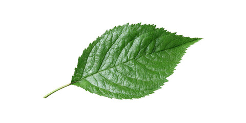 Fototapeta premium A vibrant green leaf with intricate veins against a stark black background. Natural and detailed