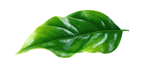 A vibrant, glossy green leaf isolated against a stark black background, showcasing natural details
