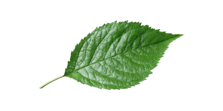 A vibrant green leaf with intricate veins against a stark black background. Natural and detailed