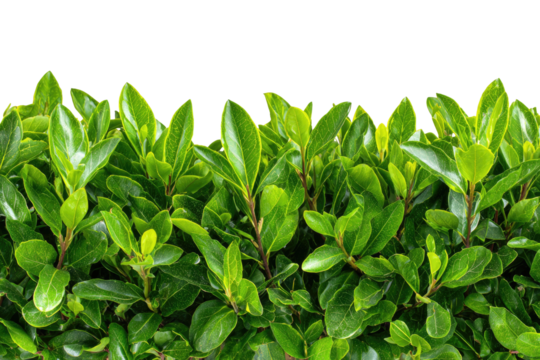 A vibrant, close-up shot of dense, green foliage with numerous glossy leaves