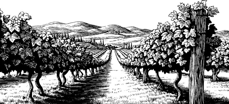 Vintage vineyard landscape with grape vines and trellis etching design for prints