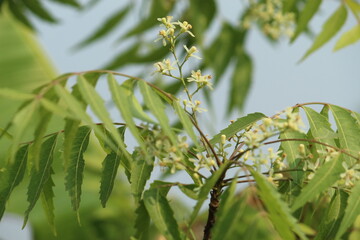Neem green leaves close display with it's small flowers. Neem, margosa, nimtree or Indian lilac is a tree in the mahogany family Meliaceae. Medicinal Herbal leaves.