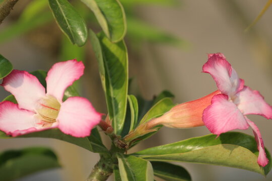 Beautiful Adenium obesum Pink or red white flower blooming on home garden. It is more commonly known as a desert rose, is a poisonous species of flowering plant.