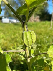 Peruvian physalis, physalis flower, green plant