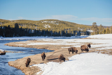 Naklejka premium American Bison Herd by the River in a Snowy Yellowstone Landscape