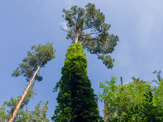 High pines overgrown with climbing plants, bottom view against sky