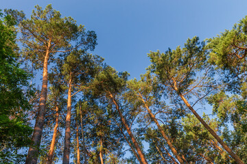 High pines in forest against clear sky in sunny day