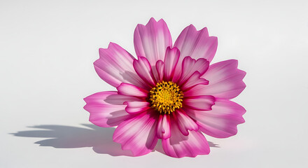 Obraz premium Delicate Pink and White Cosmos Flower with Yellow Center on White Background Studio Shot