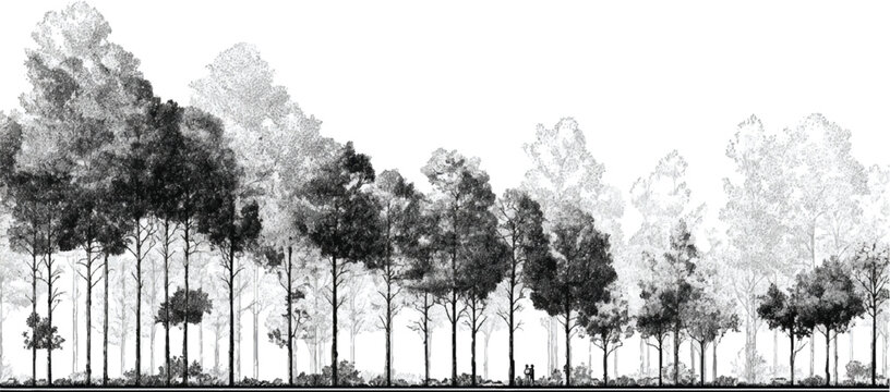 Dense forest canopy with varied tree heights and textures in grayscale trees nature