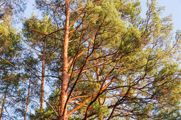 Sunlit upper branches of pines against sky at sunset