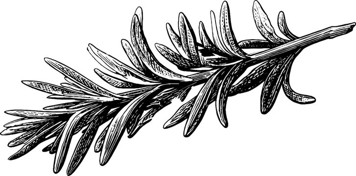 Detailed rosemary branch in vintage engraving style for herbal design