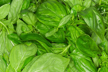 Washed fresh leaves of green basil, top view close-up