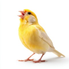 Obraz premium Close up of a bright yellow canary bird with an open beak on a white background