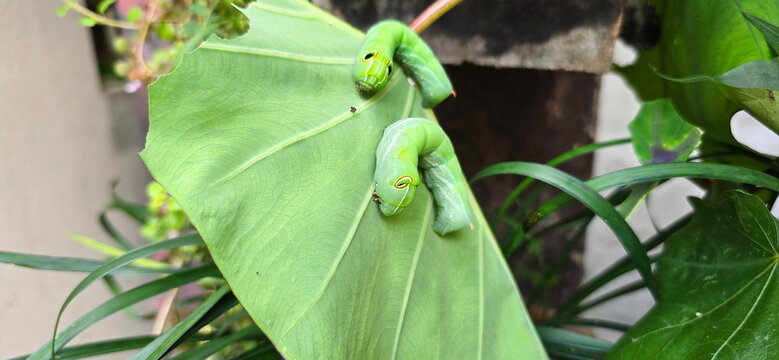 2 green Taro Hornworm clinging taro leaves that they use as food. Have large eye-like spot and patterns on body. Hippotion celerio is worm eat all leaf except leaf stalks are left. Caterpillars
